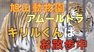 旭山動物園 アムールトラ キリルくんはお散歩中