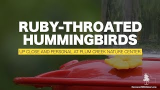 Ruby-Throated Hummingbirds: Up Close and Personal