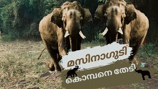 Masinagudi Camping in Tamil Nadu | Emmees Vlogs | കൊമ്പനെ തേടി കാട്ടിലേക്ക് | Masinagudi Forest Stay