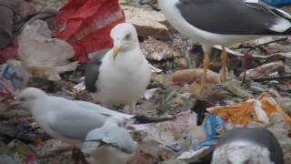 25.11.16 Goéland brun, noir 1·S4 (Larus fuscus, Lesser Black-backed Gull)