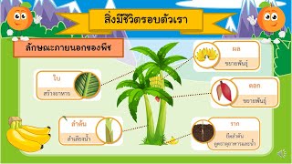 สิ่งมีชีวิตรอบตัวเรา วิทยาศาสตร์ชั้นประถมศึกษาปีที่ 1