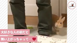 お兄ちゃんが大好きなウサギさん🐰 好きな気持ちを全力で表現😍❤️【PECO TV】