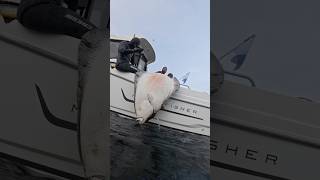 SPEARFISHING MONSTER HALIBUT! #fishing #spearfishing #halibut