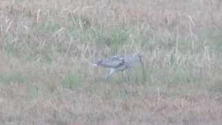 ダイシャクシギ20150403米子水鳥公園