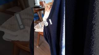 何かに追い詰められてる猫 #shorts #cat #火曜サスペンス劇場