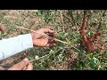 आधुनिक डाळिंब छाटणी निर्यातक्षम डाळिंब उत्पादन अनार छाटणी pomegranate cutting pomogranateआंबे