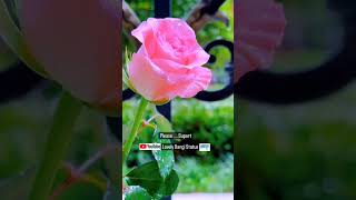 #love #status #myfirstvlogviral #sad #youtubevideo #rose #flower #dil #nature.lovely Dangi Status