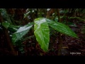 rain thunder birds u0026 jungle sounds relax u0026 sleeping stress relief study tinnitus spa 🎧 6 hours