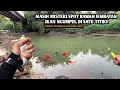 RACIKAN UMPAN BARU INI BUAT PUTIHAN TAKLUK!! Mancing wader pakai teknik kumbul spot bawah jembatan