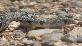 Mallorca: Schlangenplage auf der Lieblingsinsel der Deutschen