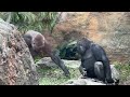 gorilla 妹スモモを抱っこする姉モモカ 【‎2024年‎3月28日】【上野動物園】ゴリラ💓sister momoka holding her sister sumomo