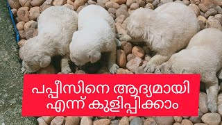 Puppies Are Bathed First| പപ്പീസിനെ ആദ്യം എന്ന് കുളിപ്പിക്കാം ശ്രദ്ധിക്കേണ്ടതും |Commando Pets Shop|