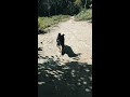 3 months cute german shepherd slow mo