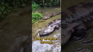 Japanese Giant Salamander #shorts #animals