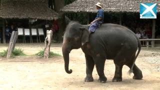 Travel and Beyond- Maesa Elephant Camp