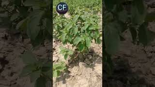 #short पिपरमेंट की खेती कब और कैसे करें #mentha oil #short viral video