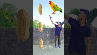 Rounding peanut to Duck, Peacock, Pigeon \u0026 Parrot - Birds names magic video