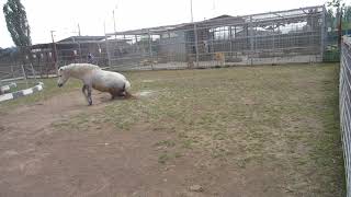 Lion vs horse in the zoo