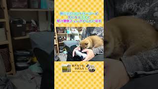 ゲーム中の飼い主と子犬と柴ママ。#柴犬 #豆柴 #子犬 #dog #shibainu