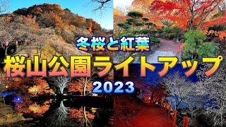 【－冬桜と紅葉－桜山公園ライトアップ2023】【群馬県　藤岡市】／4K／Sakurayama Park ／Winter cherry blossoms and autumn leaves