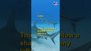 Bull Shark and Cobia with Remoras #shark #sharks #sharkweek #science #nature #ocean #explore