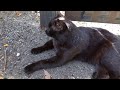 頭を撫でたら首がピ～ン！の黒猫さん【a black cat that stretches its neck when you stroke its head】