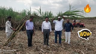 खडकाळ जमिनीत केली कमाल . व्हिडिओ नक्की बघा .कमी पाण्यात खोडवा व्यवस्थापन.