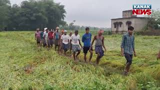 Cyclone Winds Wreaked Havoc On Farmlands In Hatadihi | Woes Of Farmers