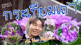 EP.53 กระเทียมเถา #กระเทียมเถา #ไม้ดอกไม้ประดับ #สรรพคุณ #สมุนไพร