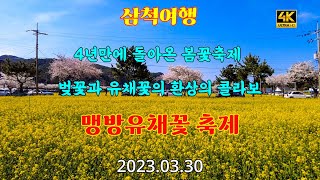 4k#봄꽃축제#삼척맹방유채꽃축제#유채꽃#벚꽃