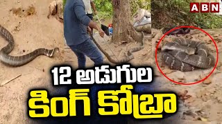 12 అడుగుల కింగ్  కోబ్రా | King Cobra In Anakapalle | ABN