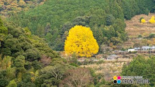 「熊野古道・樹齢400年」福定の大銀杏