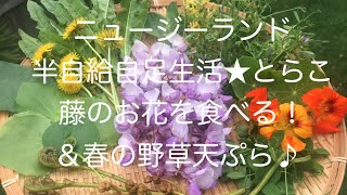 NZ半自給自足生活　藤の花を食べる!\u0026春の山野草天ぷら♪