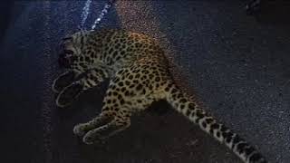 A female leopard, (3), died after reportedly being hit by a speeding vehicle on Rohini Road Kurseong