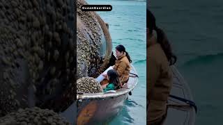 Mother and Daughter Help a Walrus Covered in Barnacles – A Heartwarming Rescue!