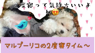 #マルプー#犬の2度寝 マルプーリコ、朝は毎回こんな感じ♬︎♡