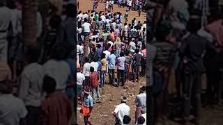 Jallikattu shoolagiri samanapalli