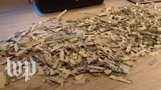 ‘I’ve never heard of a kid shredding a grand’: Toddler shreds parents savings