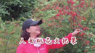 人面桃花火把果！昆明山野火棘果紅了，彝族的火把節也快到了！