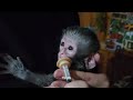 4 baby orphan monkeys unbelievable stories of survival 🐒💔