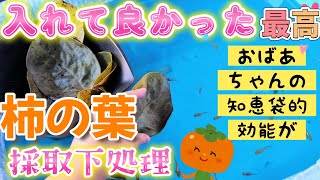 【屋外メダカ】柿の葉投入🧡採取から下処理まで❗隠れ家や抗菌作用で越冬しやすく😊塩でアク抜き🧂おばあちゃんの知恵袋的効能が👵#めだか#飼育#ビオトープ#タンニン#カテキン#必要だった