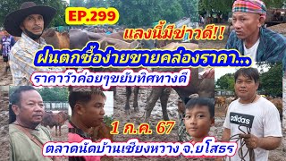 EP.299  ราคาวัววันนี้ 1 ก.ค. 67 ตลาดนัดบ้านเชียงหวาง จ.ยโสธร