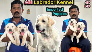 Labrador Puppy's |💥Imported Lab Puppies for sale | Top Quality Dog's | Lab training #dogstamil