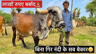 कैसे लाखों की गिर गाय बेकार हो जाती है सिर्फ एक वजह से | Gir breeding result