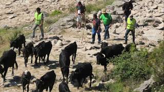 LA TRASHUMANCIA POR LA CALZADA ROMANA DEL PUERTO DEL PICO DE LA GANADERIA LOS TORRES DE NAVARREDONDA