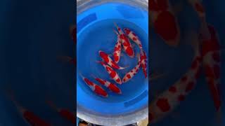 202302 Isa Koi Farm Jumbo Tosai Kohaku 30-36 cm 10 pcs box SAMPLE