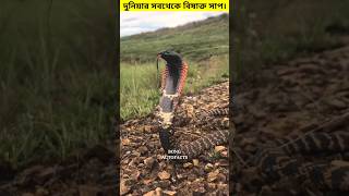 দুনিয়ার সবথেকে বিষাক্ত সাপ। 😳 #shorts #snake #king #cobra