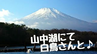 山中湖から観る富士山♪周辺に忍野八海や紅富士温泉も！