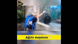 agili meymun 🐵🐒