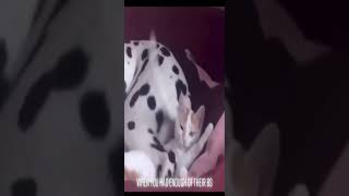 Funny cat | cute cats and dogs reaction animals doing funny things #funnycats #shorts #cats #633